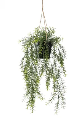Produktbild von Emerald Künstlicher Hänge-Zierspargel - Kilian | 50 cm, inkl. Dekotopf, für drinnen, Kunstpflanze, wie echt, Allergiker geeignet, pflanzliche Dekoration Praxis, Office & Wohnzimmer