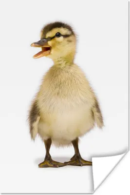 Produktbild von MuchoWow® Poster Baby-Ente schaut weg 20x30 cm - Papierdruck