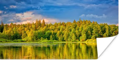 Produktbild von MuchoWow® Poster Wasser - Natur - Wald 150x75 cm - ohne Rahmen