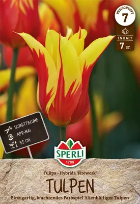 Artikelbild 2 von 'Tulpe Firework (7 Stück)' aus der Kategorie Lilienblütige Tulpen