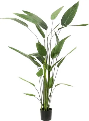 Produktbild von aplanta Künstliche Helikonie – Azariel | 160 cm, für drinnen, Kunstpflanze, wie echt, Allergiker geeignet, pflanzliche Dekoration Praxis, Office & Wohnzimmer
