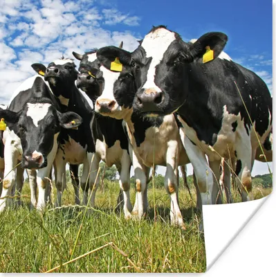 Produktbild von MuchoWow® Poster Kühe - Gras - Wiese - Tiere 50x50 cm - Wohnzimmerdekoration