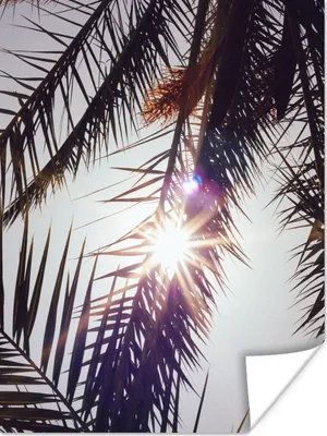 Produktbild von MuchoWow® Poster Palmwedel - Sonne - Sommer 90x120 cm - Wohnzimmer