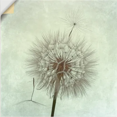Produktbild von ARTland Wandbild, selbstklebend Pusteblume II Größe: 70x70 cm