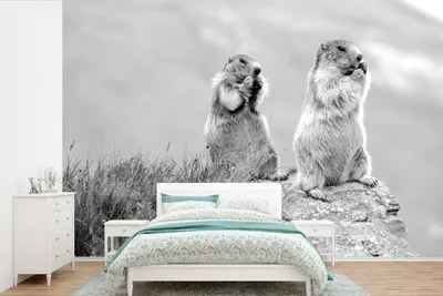Produktbild von MuchoWow® Fototapete für Wohnzimmer oder Schlafzimmer Wandtapete Vinyl Motivtapete Zwei fressende Murmeltiere - schwarz und weiß - 330x220 cm - Fototapeten