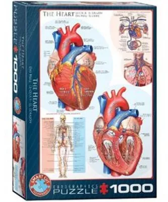Immagine prodotto di Eurographics Puzzle Das Herz, Anatomie, 1000 Teile, 68 x 48 cm, 6000-0257