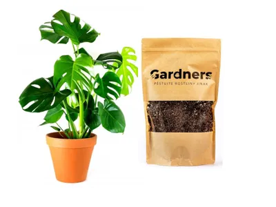 Obrázek produktu pro Gardners Set Monstera deliciosa a substrát, L