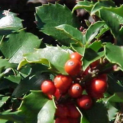 Obrázok produktu pre 2 x  cesmína  - ilex meserveae 'Blue Princess'  | 40-60 cm v kontajneri