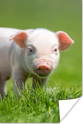 Produktbild von MuchoWow® Poster Ferkel - Kaninchen - Tiere 60x90 cm - Wanddekoration