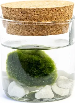 Obrázok produktu pre Gardners Sklenená váza LIPIA výška 8 cm a 1 riasa