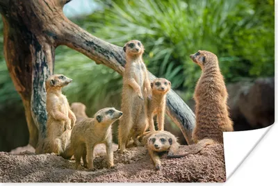 Produktbild von MuchoWow® Poster Familie - Tiere - Erdmännchen 60x40 cm - Schlafzimmerdekoration