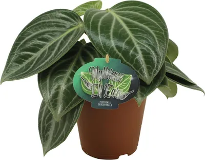 Obrázok produktu pre Peperomia Sarcophylla - izbová rastlina s jedinecným vzorom listov, Ø15cm 25cm
