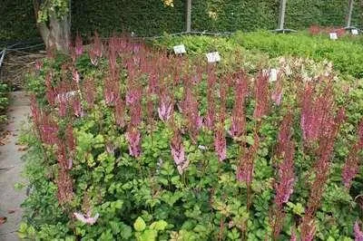 Obrázok produktu pre 6 x Astilbe chin. 'Purpurlanze' - nádherná spirea - kvetináč 9 x 9 cm