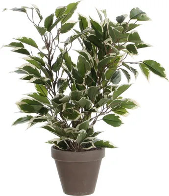Produktbild von Mica Decorations Ficus Natasja Kunstpflanze im Blumentopf Stan - H40 x Ø30 cm - Grün, Bunt