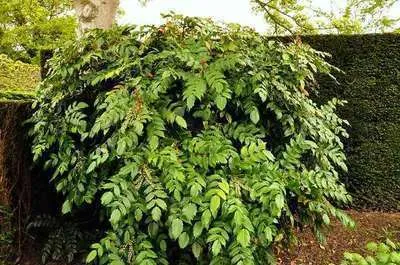 Obrázek produktu pro Mahonia jap. 'Hivernant' - Mahonie 50- 60 cm - Kontejnerová