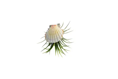 Obrázek produktu pro Gardners Mušle s Tillandsií ionantha