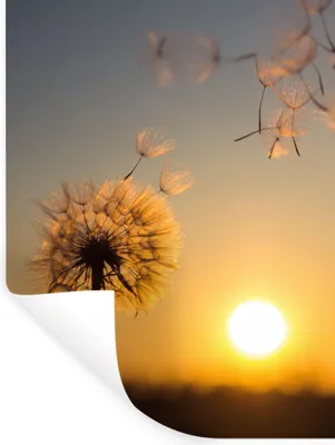 Produktbild von MuchoWow® Wandtattoo Wandsticker Wandaufkleber Löwenzahn - Sonne - Sonnenuntergang 60x80 cm Selbstklebend und Repositionierbar - Repositionierbar - Wasser abweisend