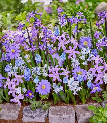 Produktbild von BALDUR Garten 25er Zwiebel-Mix 'Blaue Lagune', Zwiebeln, Zwiebelumfang 4-16 cm, prächtige Blüten im Garten, für Beet, Steingarten & Kübel, winterhart, mehrjährig & pflegeleicht