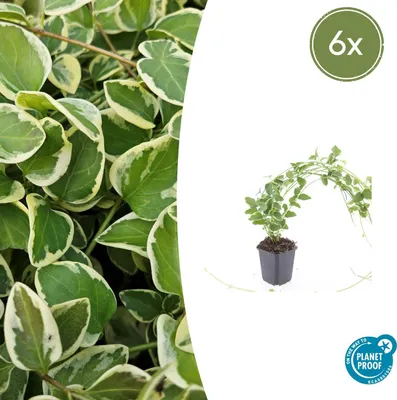 Zdjęcie produktu dla Roslina okrywowa - Barwinek bialy wielkolistny - Vinca major 'Variegata' - Doniczka 9 cm - Zestaw 6 roslin