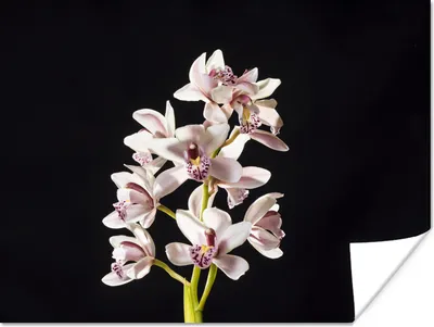 Produktbild von MuchoWow® Poster Eine weiße Orchidee vor schwarzem Hintergrund 160x120 cm - Foto Plakat