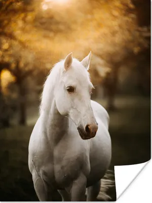 Produktbild von MuchoWow® Poster Pferd - Sonne - Herbst - Tiere - Natur 120x160 cm - Wandbilder