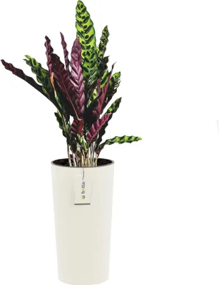 Obrázek produktu pro Kulatý květináč Ø 30 cm V 57,5 cm Bílý elegantní vysoký pruh