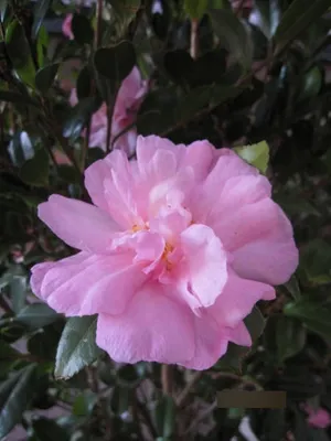 Produktbild von Camellia sasanqua - Herbstblühende Kamilie