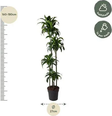 Obrázek produktu pro Dracaena Dorado 170 cm – Ø 27 cm – pokojová rostlina se zlatozelenými listy – tropická dekorativní rostlina do obývacího pokoje, kanceláře a zimní zahrady – snadná údržba