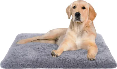 A golden retriever dog lying on a fluffy gray dog bed.