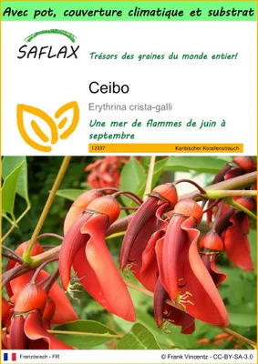 Image de SAFLAX Garden to go - Ceibo - 6 graines - Erythrina