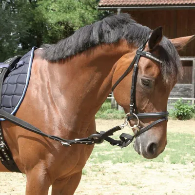 Immagine prodotto di Redini Kerbl 2 pezzi nero warmblood 32660