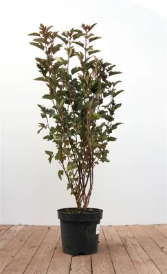 Produktbild von Blasenspiere Summer Wine 80-100 cm, im Topf - Physocarpus opulifolius