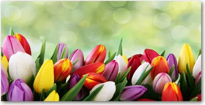 Produktbild von Tulup Glas-Bild -140x70- Wandkunst Dekorative Wand für Küche & Wohnzimmer - Blumen & Pflanzen - Bunte Tulpen - Mehrfarbig