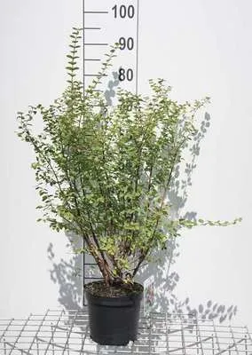 Produktbild von Symphoricarpos d. 'Magic Berry' - Amethystbeere 50- 60 cm - Container