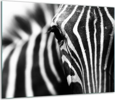 Produktbild von Herdabdeckplatten Glaskeramikkochfeld-Abdeckung Spritzschutz Glas 60x52cm Zebra