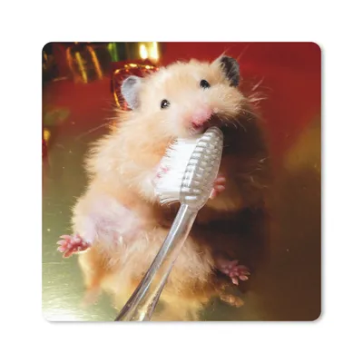 Produktbild von MuchoWow® Mauspad Mousepad Hamster beim Zähneputzen 20x20 cm - Mousepads - Maus Mat - Pad - Mausunterlage - Desk Mat - Bureauartikeln