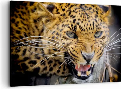 Produktbild von Bild auf Leinwand - Leinwandbild - Leopard tier savanne afrika - 100x70cm - Wand Bild - Wanddeko - Leinwanddruck - Bilder - Kunstdruck - Wanddekoration - Leinwand bilder - Wandkunst - AA100x70-2728