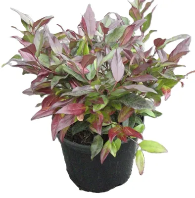 Produktbild von Traubenheide / Traubenmyrte Leucothoe - Scarletta - 40 - 50 cm