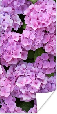 Produktbild von MuchoWow® Poster Blumen - Hortensie - Strauch - Rosa - Blütenblätter 20x40 cm - Plakat - Foto