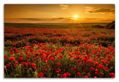 Produktbild von Wallario Frühstücksbrettchen aus Glas 20 x 30 cm mit rutschfesten Füßen, Motiv Mohnblumenwiese bei Sonnenuntergang am Abend