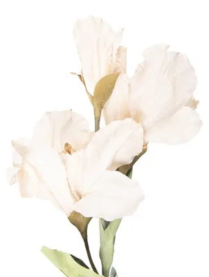 Immagine prodotto di Fiore artificiale Clayre & Eef 85 cm plastica beige