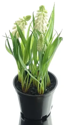 Produktbild von DEKO® FLORALE Traubenhyazinthen - Muscari Weiß im Topf 21 cm - Kunstblumen