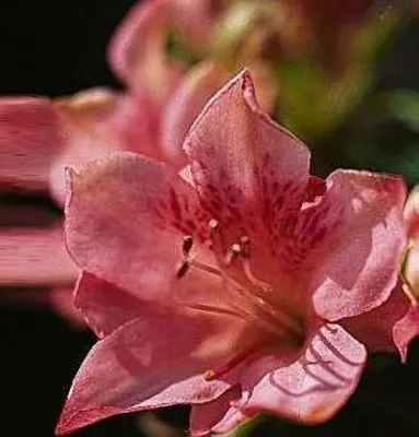 Produktbild von Japanische Azalee Blaauws Pink - Rhododendron obtusum Blaauws Pink - 25-30cm