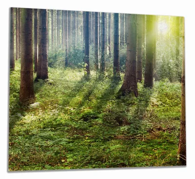 Produktbild von Wallario Herdabdeckplatte aus Glas, Größe 60 x 52 cm 1-teilig, Motiv Sonnenuntergang im Wald zwischen den Bäumen