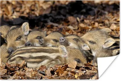 Produktbild von MuchoWow® Poster Schwein - Wild - Groß 180x120 cm - Fotoplakat