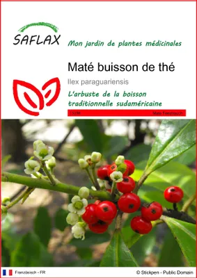 Image de SAFLAX  - Maté buisson de thé - 10 graines - Ilex