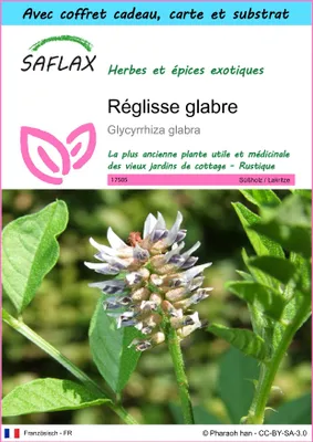 Image de SAFLAX Ensemble-cadeau - Réglisse glabre - 30 graines - Glycyrrhiza