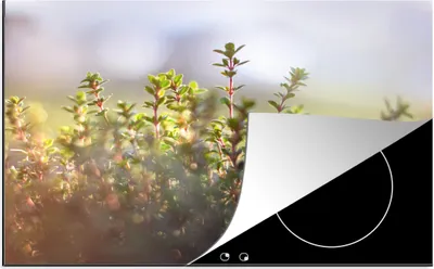 Produktbild von KitchenYeah© Herdabdeckplatte Wintersonnenlicht beleuchtet Thymianpflanzen in der Natur , 76x51cm, Küche Deko, Glaskeramikkochfeld Herdabdeckung, Abdeckplatte fùr Kochfeld