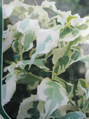Produktbild von Japanischer Blumen-Hartriegel Laura - Cornus kousa Laura 40-60cm