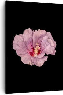 Produktbild von Bild auf Leinwand - Leinwandbild - Einteilig - Hibiskus Blume Rosa - 70x100cm - Wand Bild - Wanddeko - Wandbilder - Leinwanddruck - Wanddekoration - Leinwand bilder - Wandbild - PA70x100-4481